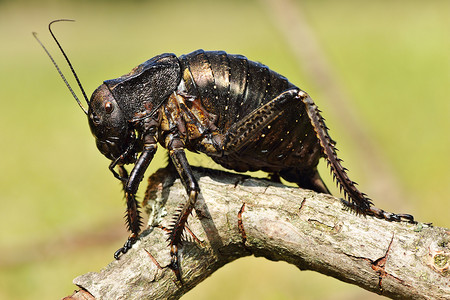 福满万家天线棕色的大西弗斯板球是欧洲最大的昆虫之一布拉迪福鲁斯达西弗背景