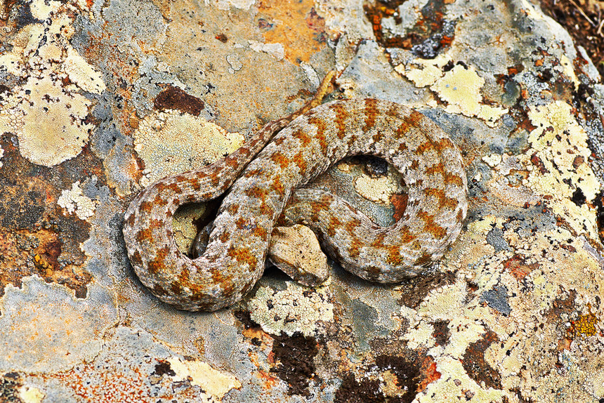 最稀有的毒死欧洲蛇米洛斯毒环境蝮动物群图片