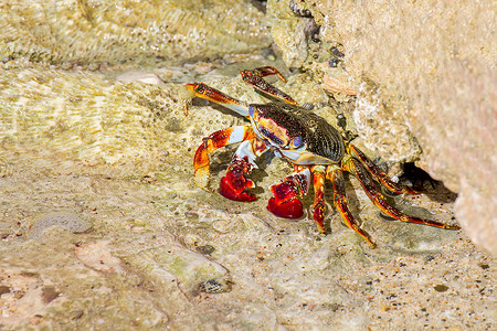 螃蟹结石博内尔岛海岸头上的多彩莎莉浅粮蟹荷兰高清图片