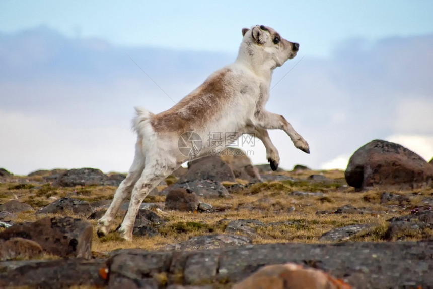 自然哺乳动物生学驯鹿兰吉弗塔杜斯吉普维卡萨森夫约尔登北极斯匹茨贝根瓦尔巴德挪威欧洲图片