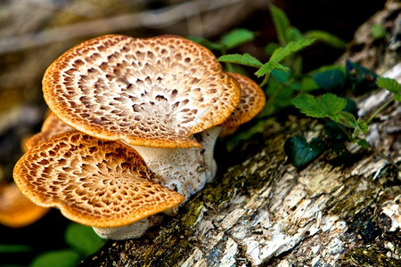 颜色苔藓英国福瑞斯特的野生蘑菇食物图片