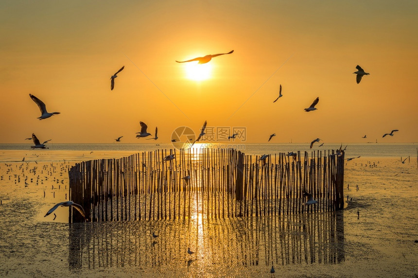 日落与鸟儿飞翔的剪影阳光团体日出图片