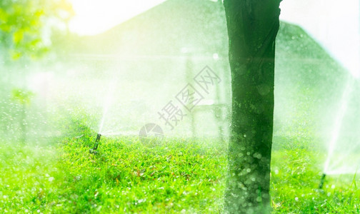 植物自动喷洒灭水器用浇灌绿草喷雾器并配有自动系统花园灌溉林为草地施泼水者供维持草地的自来水维护服务家庭灌溉喷洒剂管子草皮图片