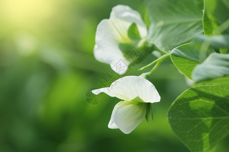 春天花园里有白的绿豌豆植物花园里有白的绿豌豆植物颜色营养图片
