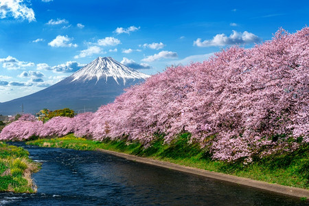 景观春中樱花和藤山日本的静冈春天河图片