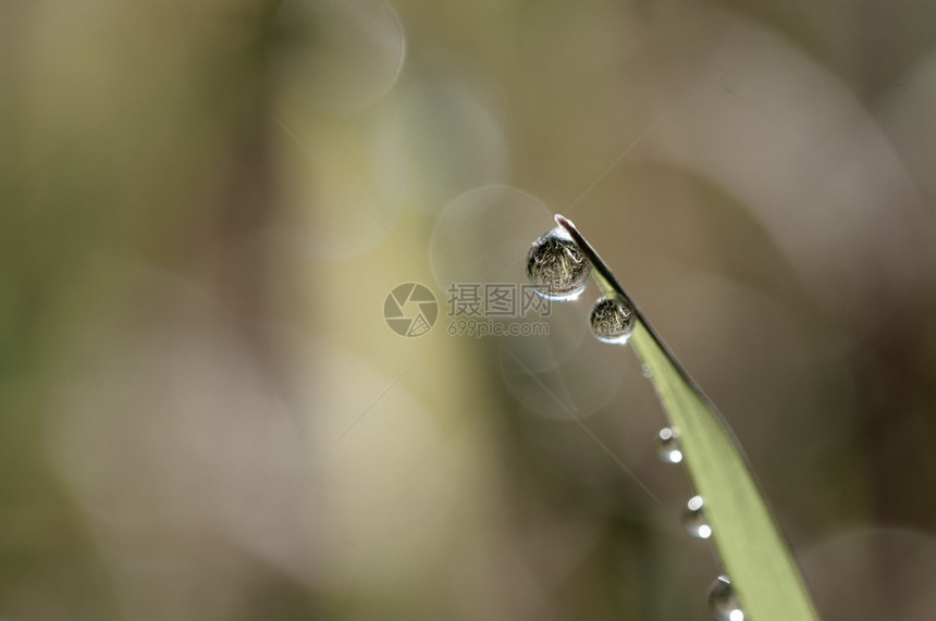 花园有露水的新鲜草地紧闭在模糊的背景上露水新鲜草地紧闭着露水的滴子植物太阳图片