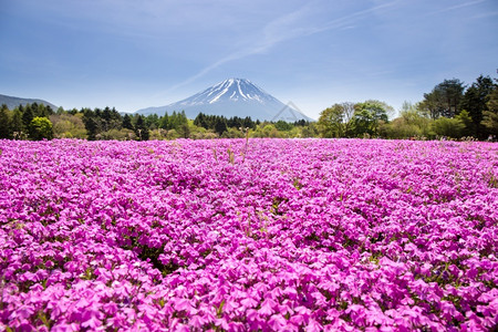 赵韩樱子日本世仓节由佐浦粉红苔草或樱花与日本藤田雅马纳希山共同举办池塘雪秋天背景