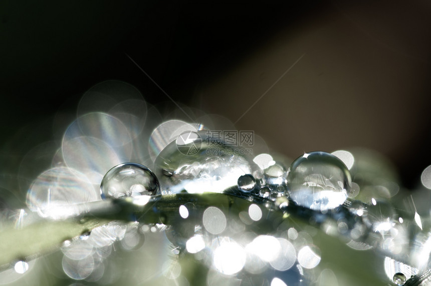 有露水的新鲜草地紧闭在模糊的背景上露水新鲜草地紧闭着露水的滴子雨太阳天气图片