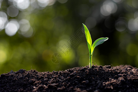 地球农牧业的概念是从土壤中生长的玉米苗种正在增长磷环境的图片