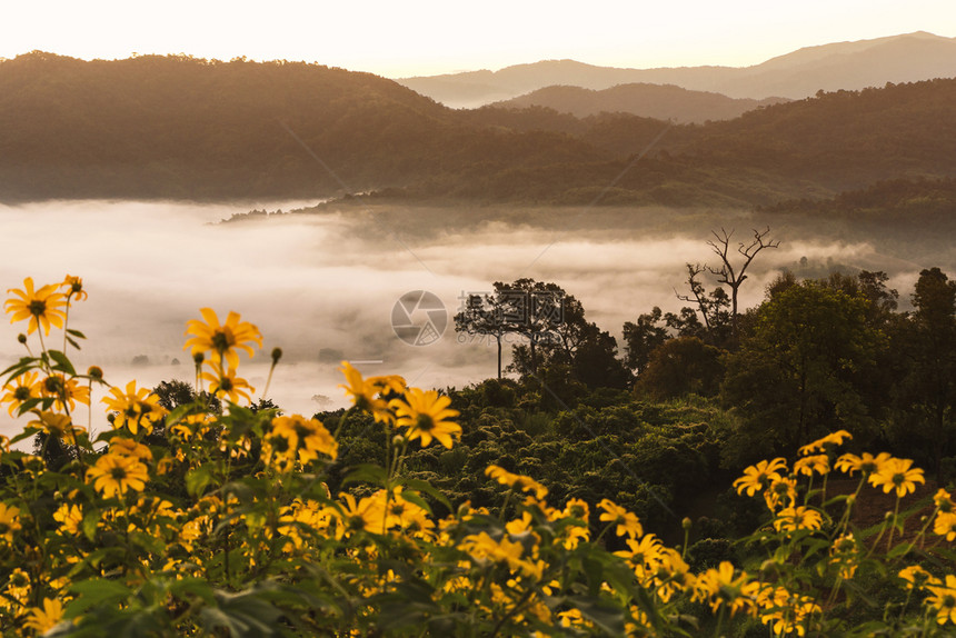 花风景日出明的薄雾以园圃和山岳盟誓图片