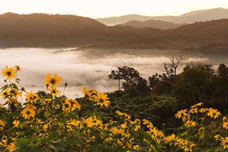 花风景日出明的薄雾以园圃和山岳盟誓背景图片