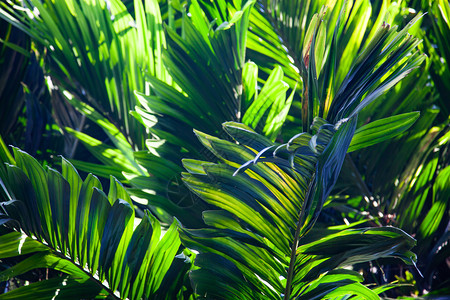 坚果天花园热带叶的淡绿色背景图片