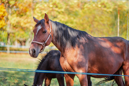 瑞惠牧场常设品种母马和她的小驹在晴朗的阳光明媚日子里在牧场上的特写肖像一匹美丽的母马和她小驹母和她的小驹特写肖像鬃毛背景