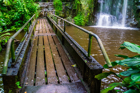 流动的场景水与瀑布热带丛林风景现代自然建筑异国花园相交的跨越湖泊桥梁图片