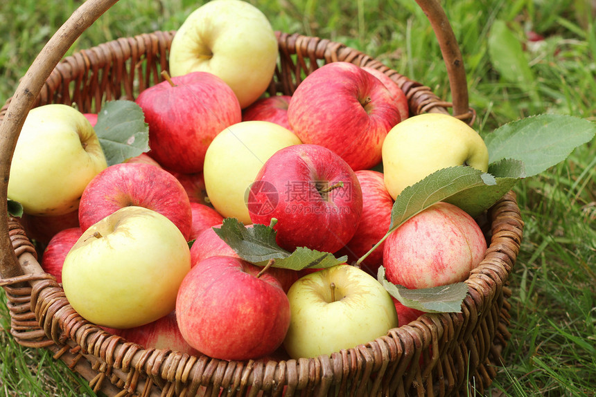 健康成熟花园草地上放着红黄苹果的篮子花园草地上放着红黄苹果的篮子色图片
