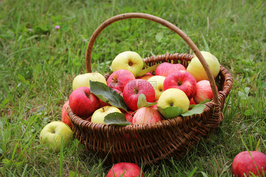花园草地上放着红黄苹果的篮子花园草地上放着红黄苹果的篮子颜色饮食季节图片