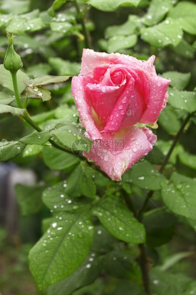 雨滴天阳光明亮的雨后花朵粉红有水滴生长图片