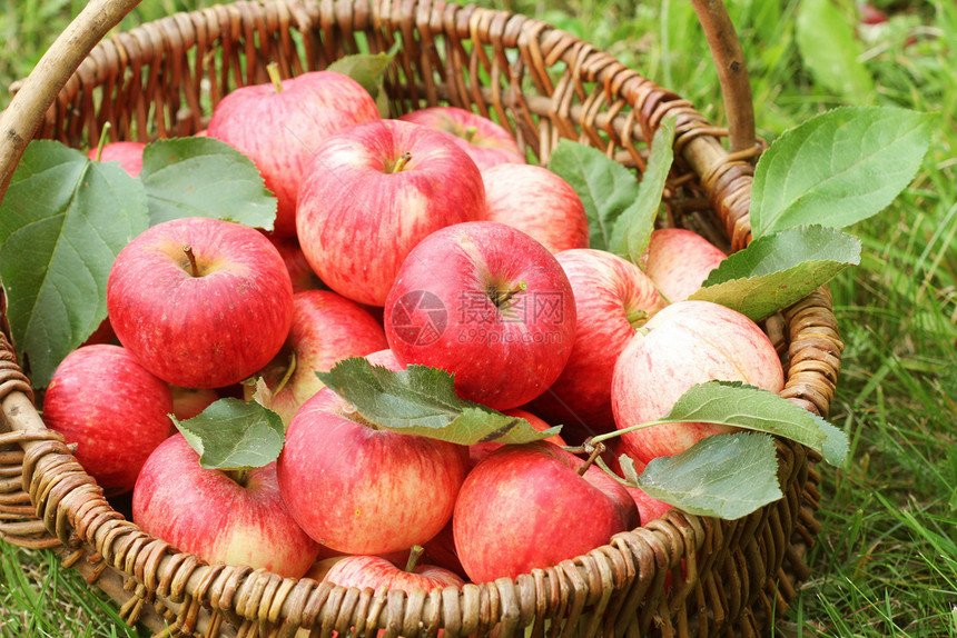 颜色花园草地上放着红苹果的篮子花园里草地上放着红苹果的篮子农业健康图片