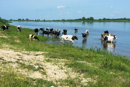 场地巴什基里亚天线牛在湖洗澡一群牛在河里湖洗澡图片