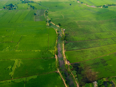 环境Asia的绿稻田无人驾驶飞机空中照片土地图片