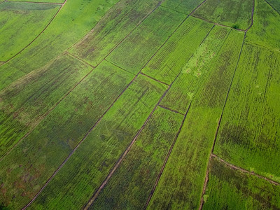 Asia的绿稻田无人驾驶飞机空中照片草质地植物图片
