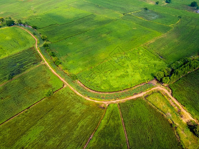 最佳土地Asia的绿稻田无人驾驶飞机空中照片地球图片