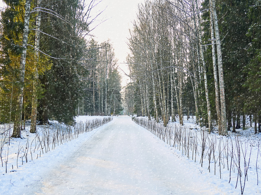 十二月路森林下雪时公园的树木和街道图片