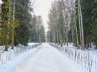 十二月路森林下雪时公园的树木和街道图片