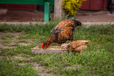 小鸡吃虫子喂养鸡群特写成年母鸡公火农场的幼在草丛中吃并啄食成年母鸡农场的幼在草丛中吃并啄食牧场鸭背景