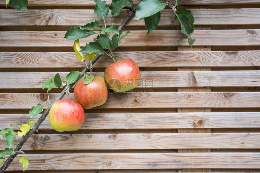 特写苹果树枝栅栏背景纹理上的红色美味苹果健康水栅栏背景纹理上的红色美味苹果特写树枝新鲜繁荣肢图片