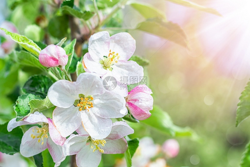 光线植物群墙纸花园里开的苹果树阳光下的白花特写园里开的苹果树图片