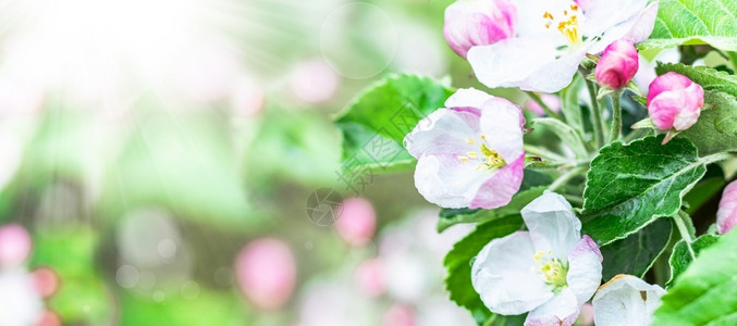 墙纸花园里开的苹果树阳光下的白花特写园里开的苹果树阳光下的白花朵晴天图片