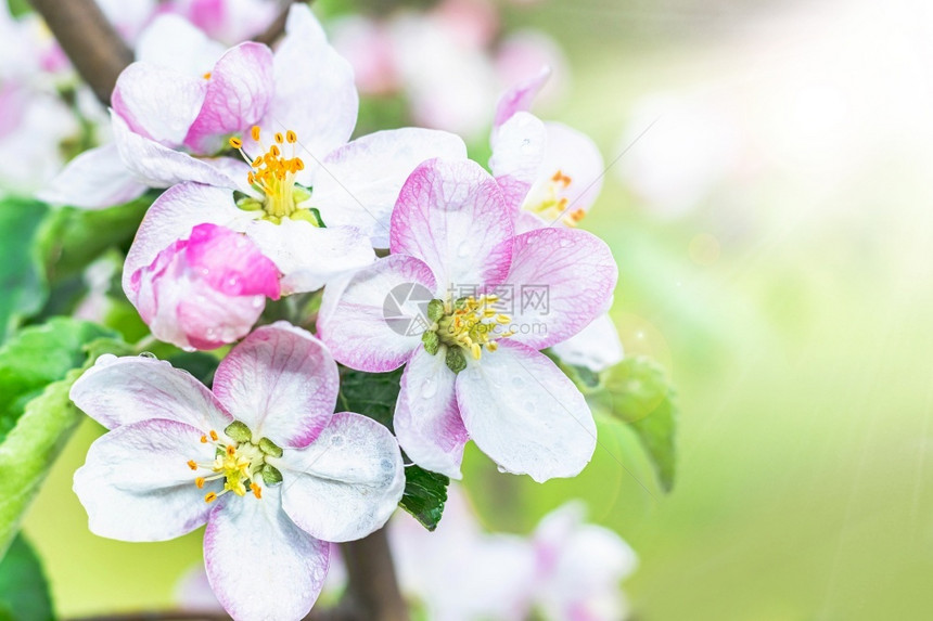 农业绿色明亮的花园里开苹果树阳光下的白花特写园里开的苹果树图片