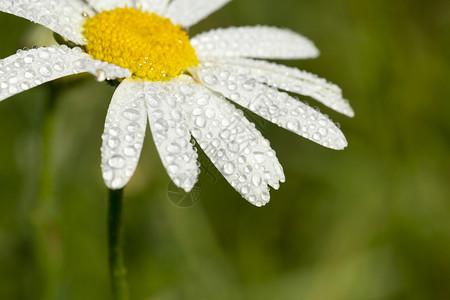 卡莫克水拍照雏菊高清图片