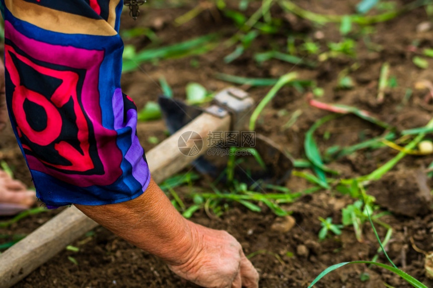 季节利用肮脏的辛勤劳动和皱纹的手挖掘有机土铃薯在花园中挖土豆用蹄子和手在花园里挖土豆经过新鲜的图片