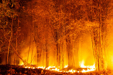 峡谷生态林火野烧树红色和橙夜间晚上在森林中燃烧北泰国森林火灾野树木图片