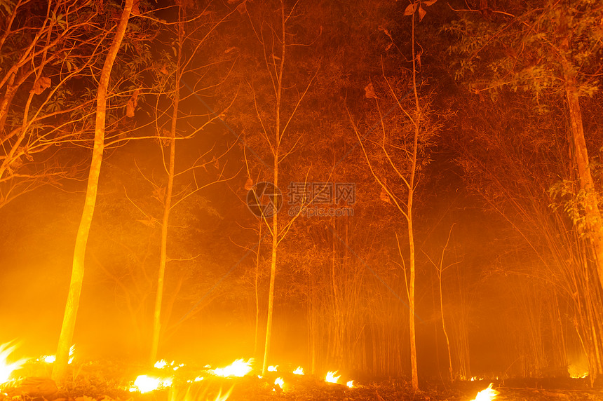 生态林火野烧树红色和橙夜间晚上在森林中燃烧北泰国森林火灾野业红色的图片