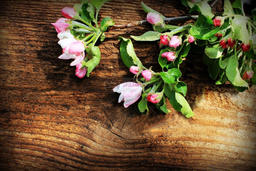 木制背景上的春花枝苹果顶视图木制背景上的春花枝苹果绽放自然图片