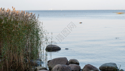 芦苇景Reeds湖的秋季风景在岸边生长Lakeide岸边有石块Reeds和巨石不断增长头秋天植物背景