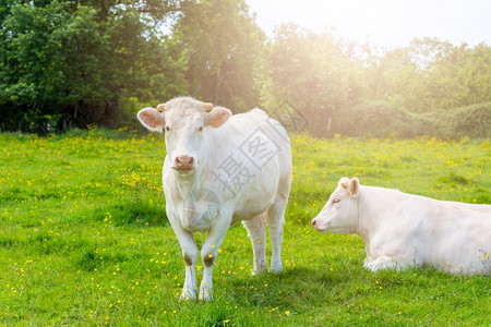 风景动物常设绿农民牧场景观中的白牛以阳光明媚的夏日天为农业耕作概念图片