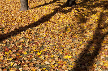 公园树下的落叶图片