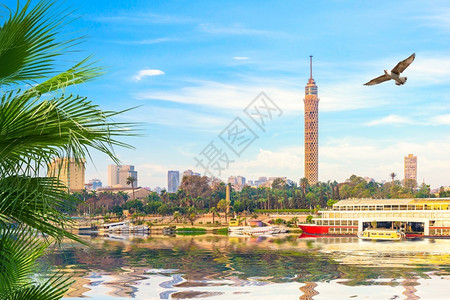鸟在开罗尼河上的电视塔鸟在建造城市中央图片