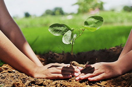 发芽为拯救地球环境而帮助种植自然树的人保护地球环境生态概念春天水图片