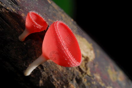 木材新鲜树雨林中美丽的粉红香槟蘑菇图片