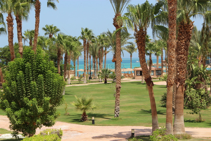 埃及度假村棕榈树间的草坪整洁酒店地区五星级酒店的绿草间人行道棕榈树间美丽的草坪整洁酒店小路闲暇假期图片