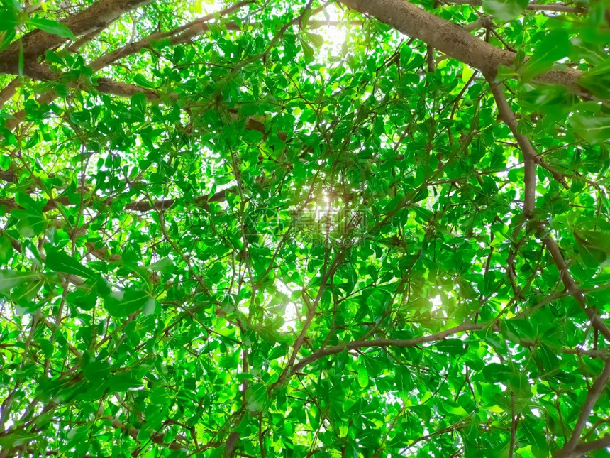 公园绿色植物给夏季园林树提供氧气在阳光明日带小叶子的森林树上献氧气Go绿色概念GoGoGreen概念绿树分支自然图片