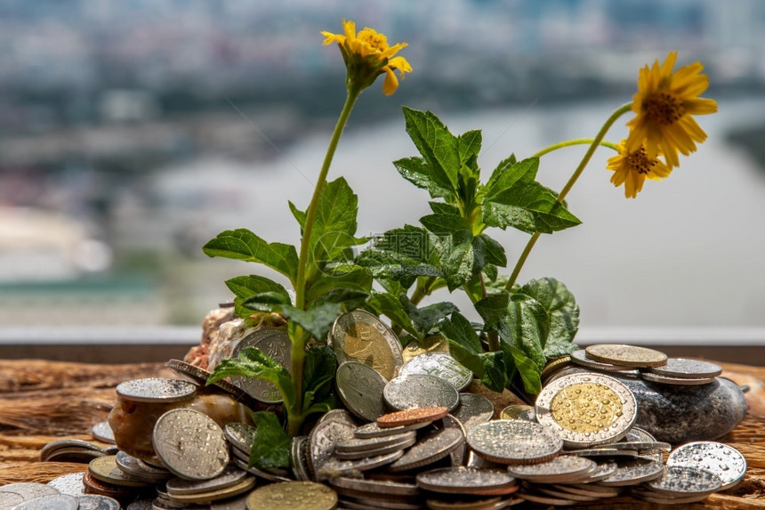 自然富有的泰国曼谷20年6月5日泰国曼谷宝石在硬币堆积上生长的树苗节约资金使得钱能够增加选择重点植物图片