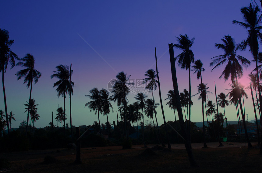 天堂美丽明亮的热带棕榈树日光照亮天空背景夏季自然旅行概念风调图片