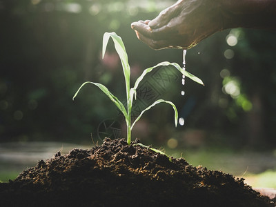 幼苗日落后在肥沃土壤上生长的青幼植物在发芽时用手浇水农民阳光图片