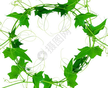 墙浪漫绿叶藤树植物在白色背景上隔离文件含有剪切路径Name小背景图片